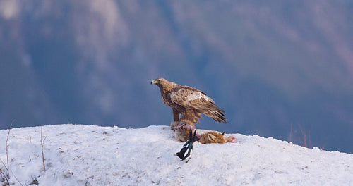 Golden eagles in a majestic winter landscape over the fjords of Telemark, Norway