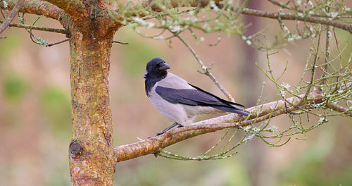 Magpie crow bird sitting on a branch in a tree