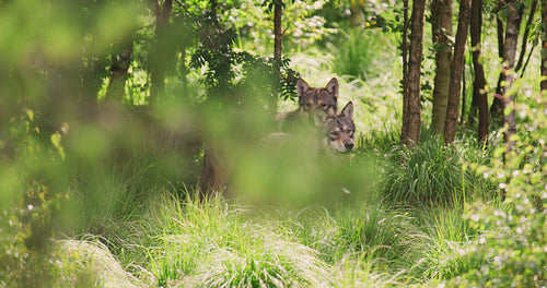 Grey wolf pack looking after prey in the dense forest