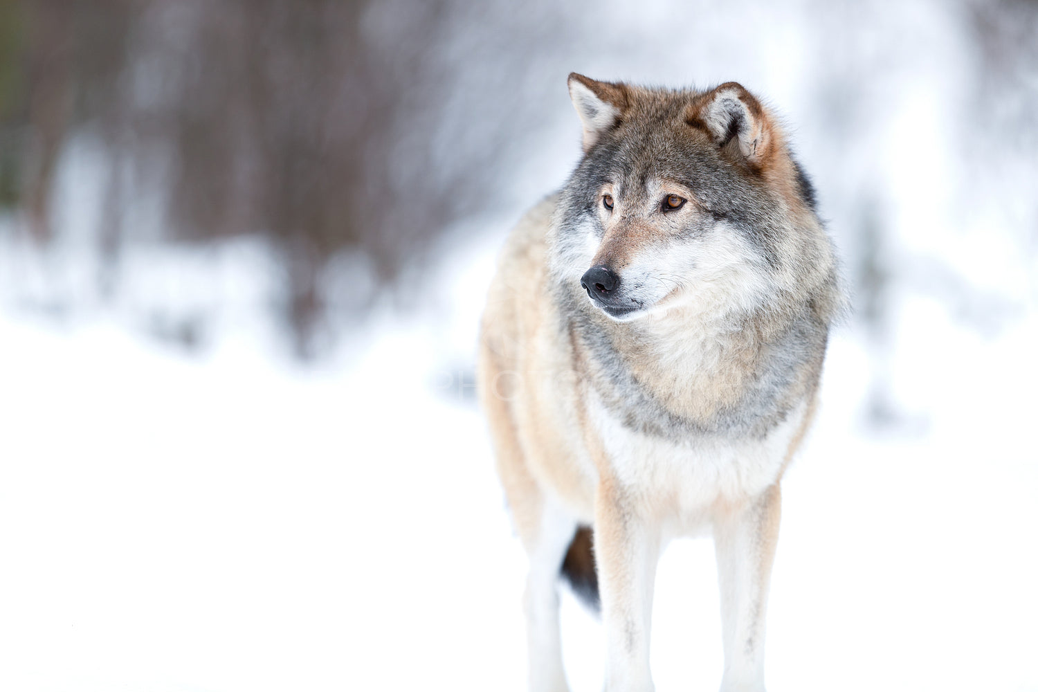 Canis Lupus wolf standing on snowy winter landscape