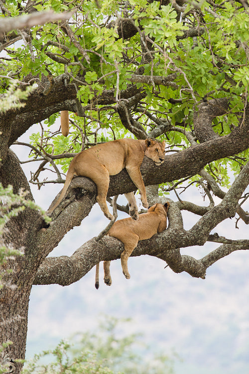 Tree climbing lions