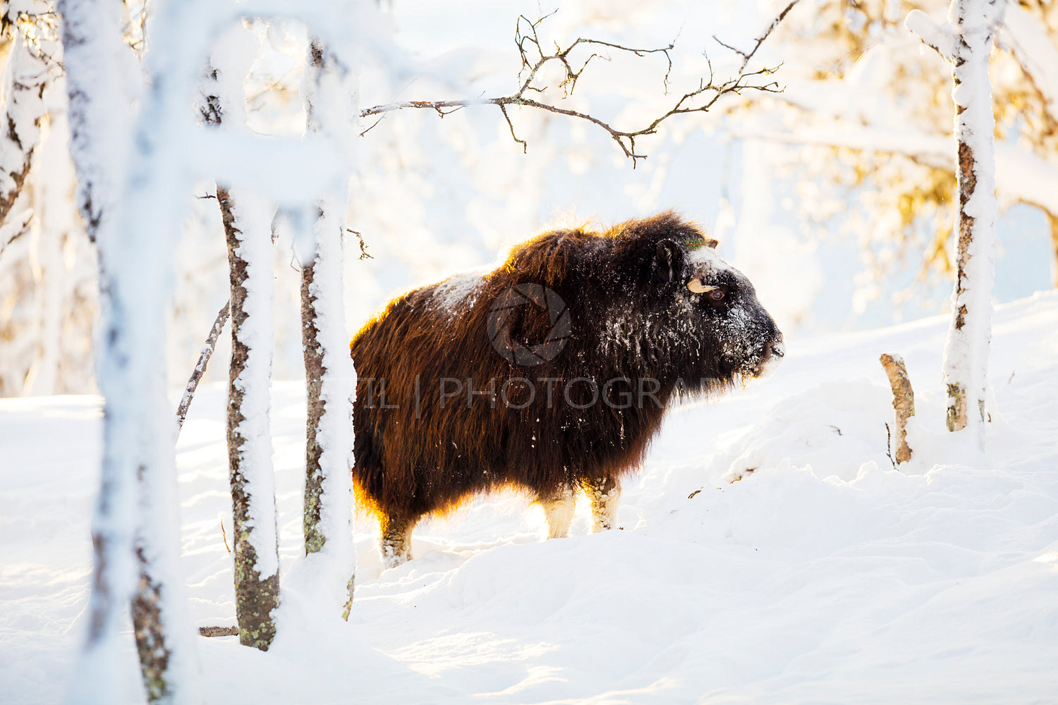 Large musk standing in the winter snow at sunset