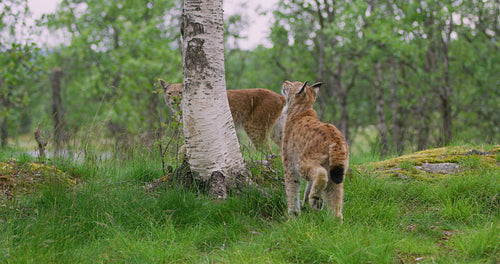 Playfull lynx cat cub climbing in a tree in the forest