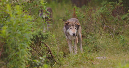 Two wolves in a wolf pack standing in the forest at summer time