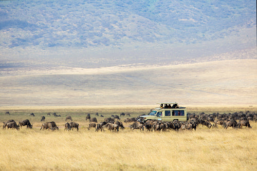 Safari tourists on game drive in Ngorongoro