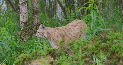 European lynx walking in the forest a summer evening