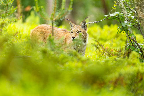 Lynx in lush green forest habitat exhibiting natural beauty and alertness