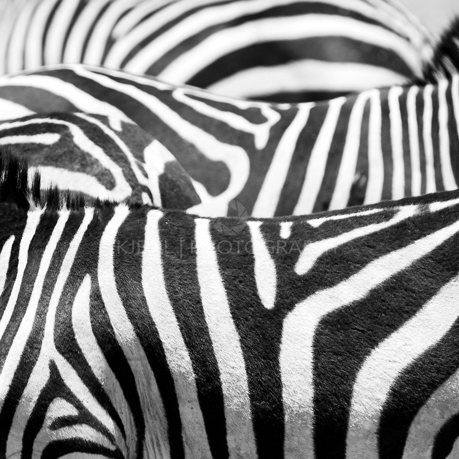 Close up of the black and white zebra stripes