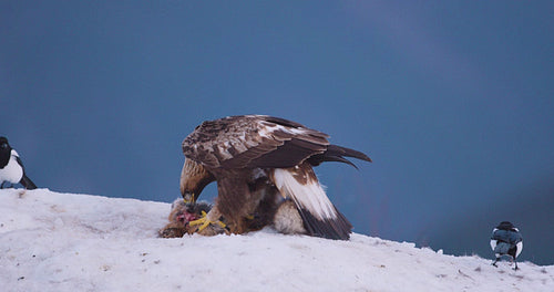 Golden eagle in winter landscape over Norwegian fjords showcasing wilderness and raw power