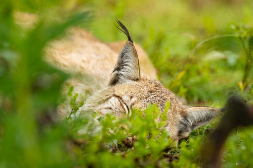 Tranquil Scandinavian lynx resting in lush green meadow, showcasing peaceful wildlife moments in the forests of Norway