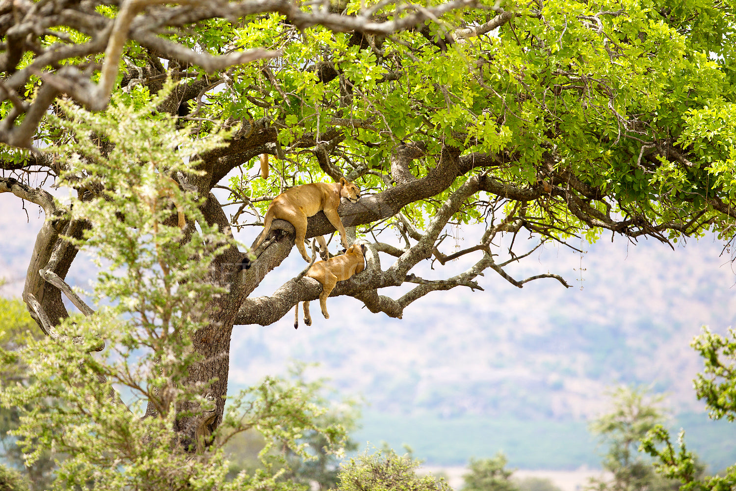 Pride of lions rests in tree