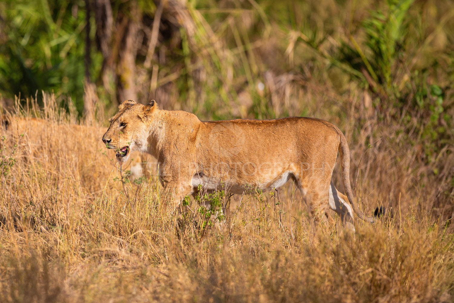 Majestic Lioness Roaming Wild on African Safari