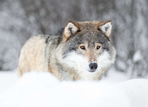 Eurasian Grey Wolf in a Snowy Scandinavian Forest