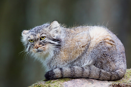 Manul cat laying on a rock