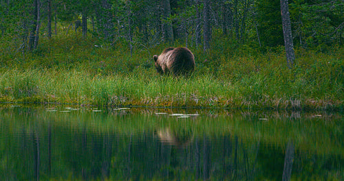 Wild young brown bear walking in the forest looking for food