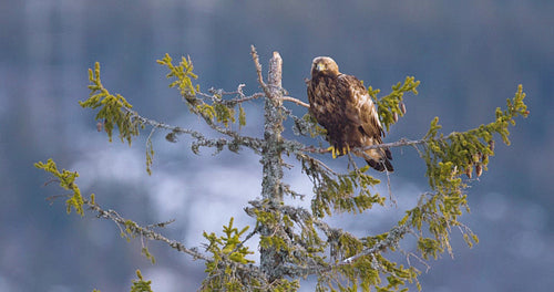 Golden eagle perched on a tree in a beautiful winter landscape of Telemark, Norway