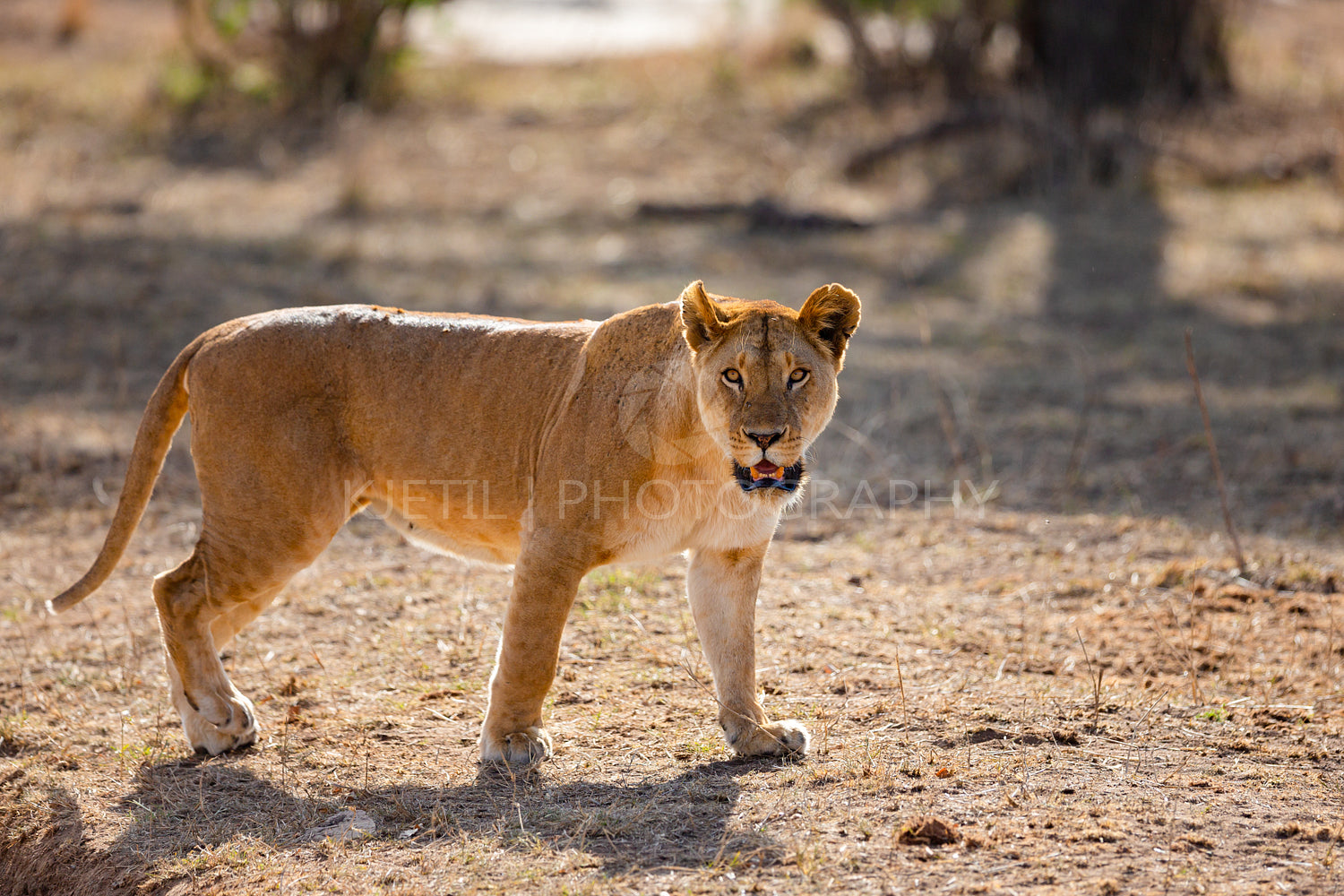 Wild large lion walks in Serengeti Africa