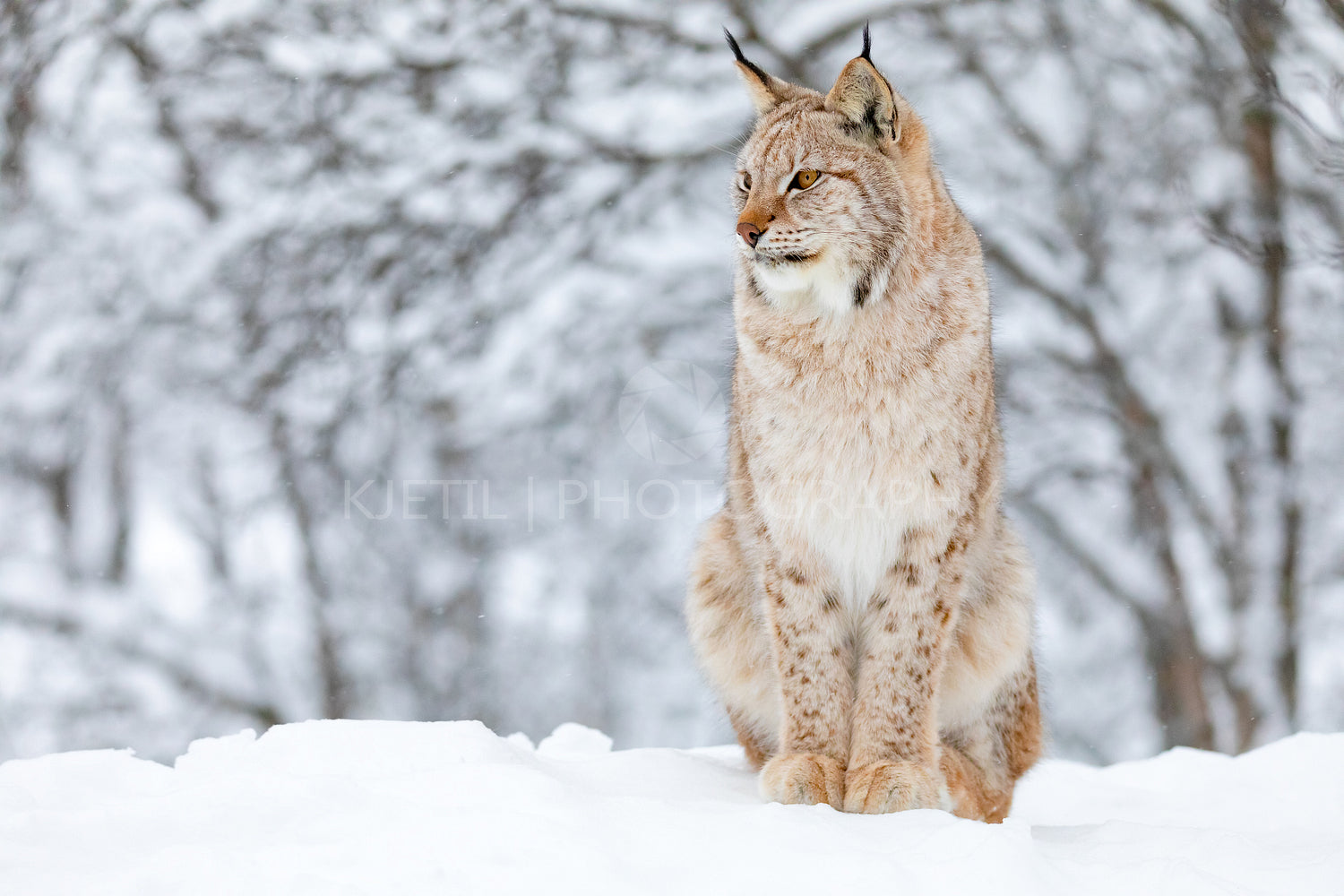 Close-up of proud lynx cat in the winter snow