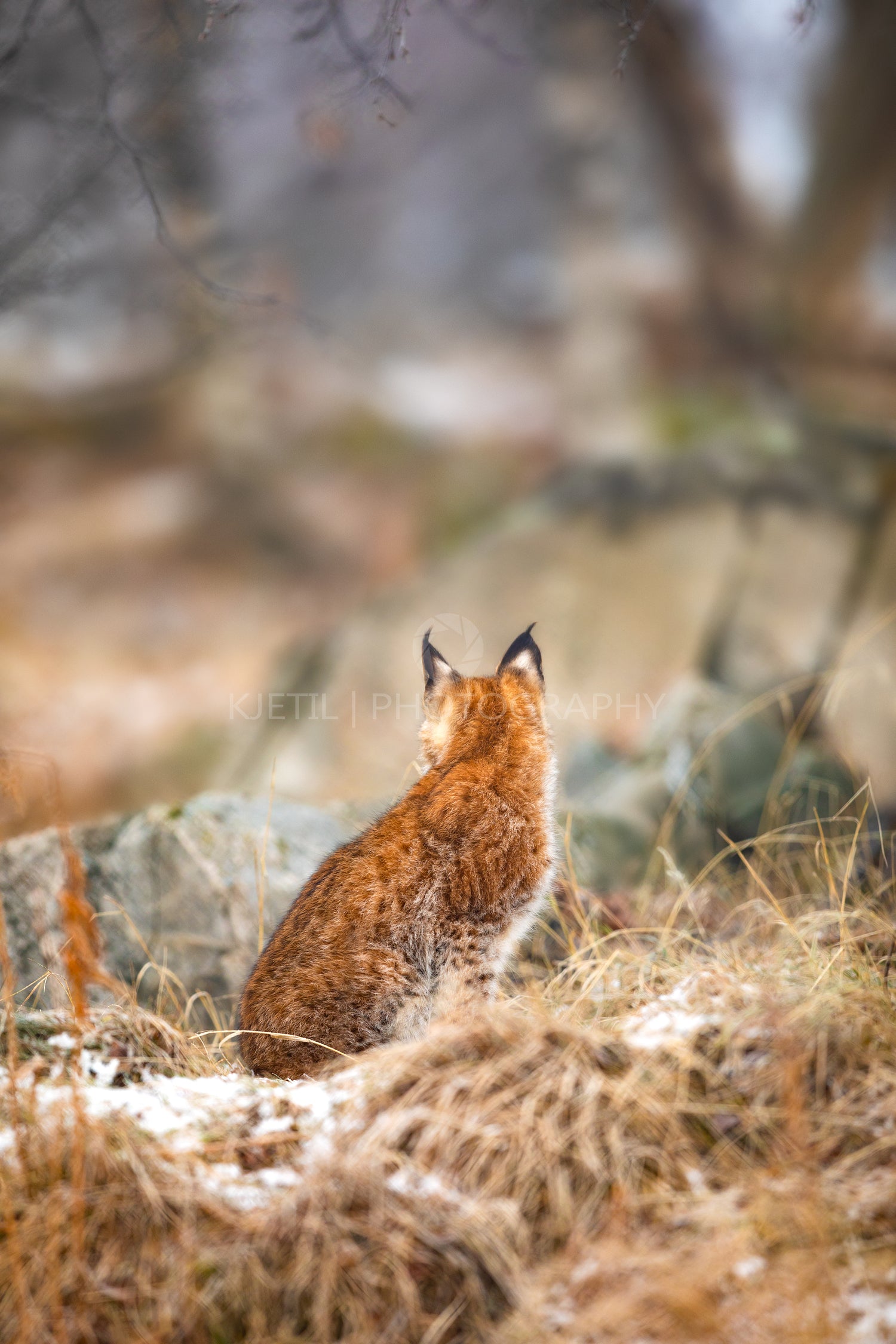 Eurasian lynx looking into the forest in winter