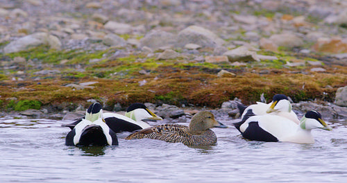 Common eider mating at the arctic sea