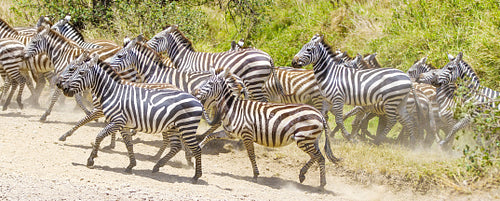 Zebras running at the plains of Serengeti