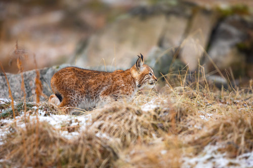 Playfull eurasian lynx lurking in the forest at early winter