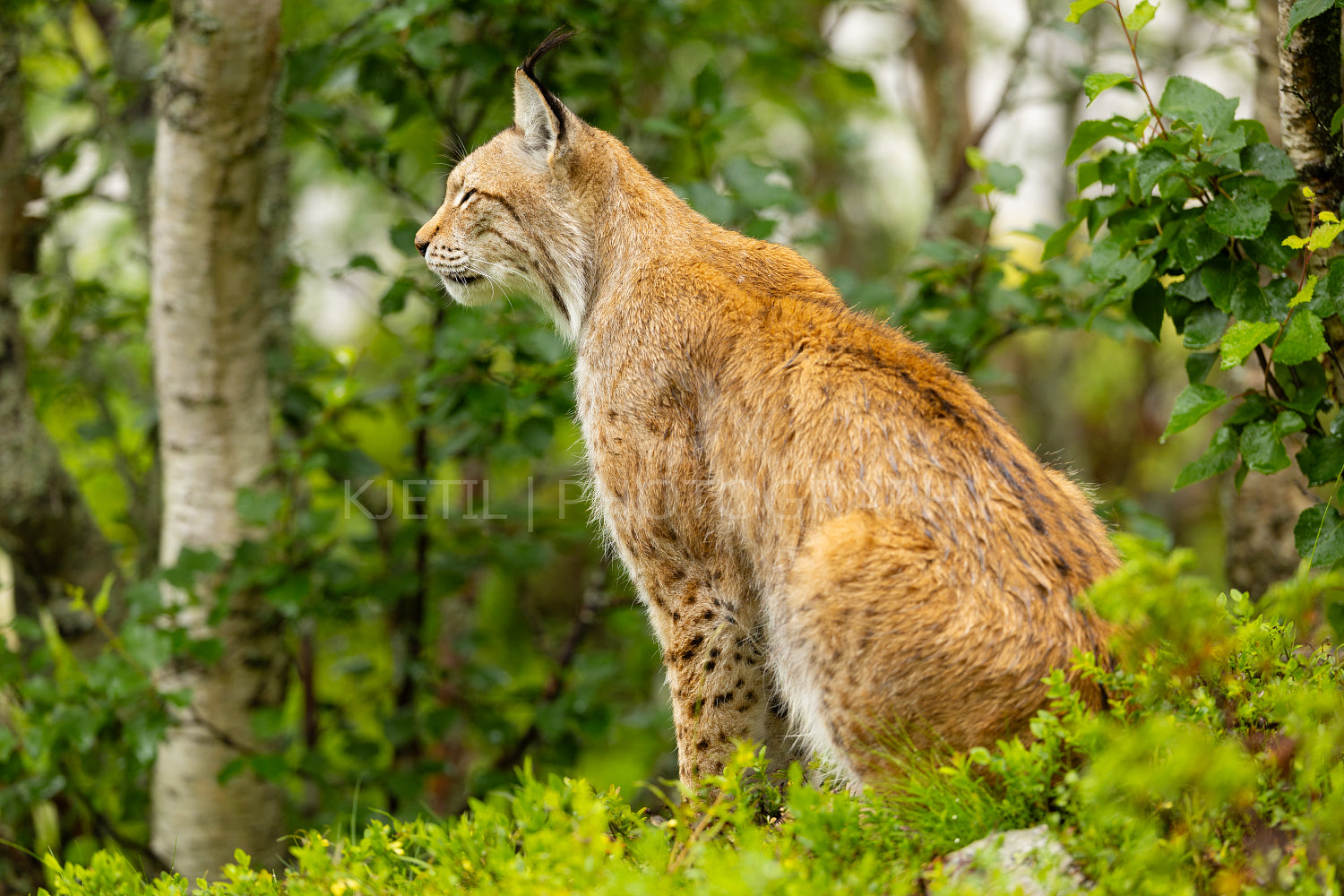 Wild lynx rests in Scandinavian forest during summer, side profile view