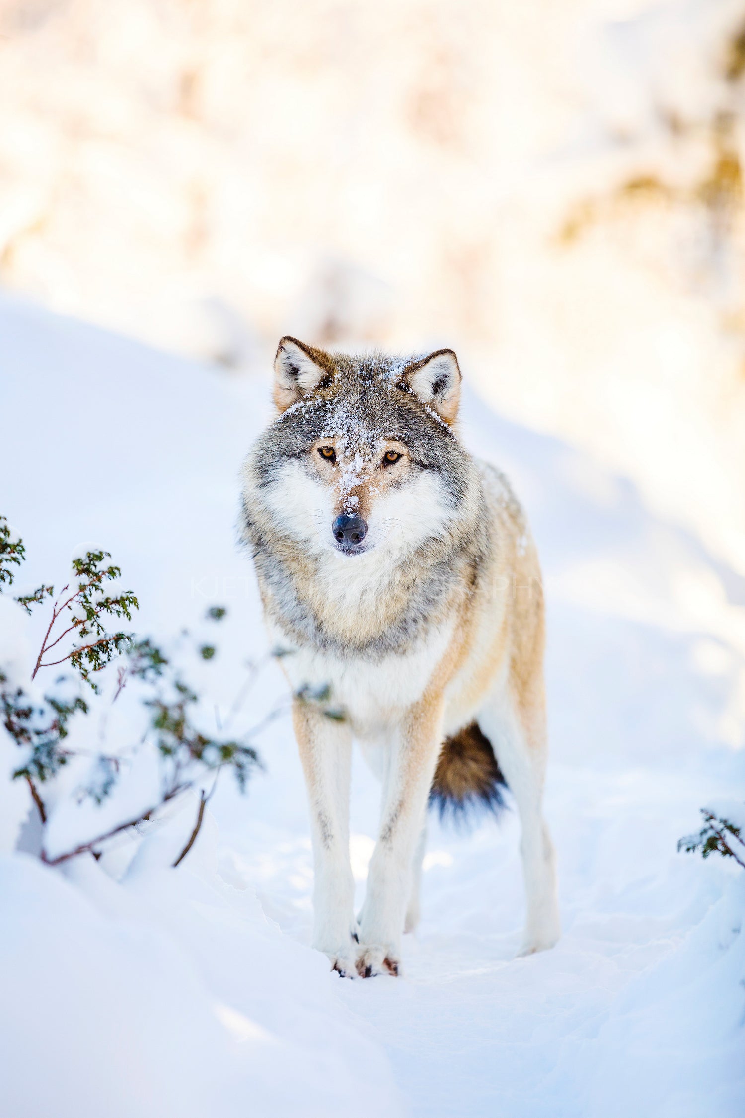 Snowy wolf stands in beautiful winter forest