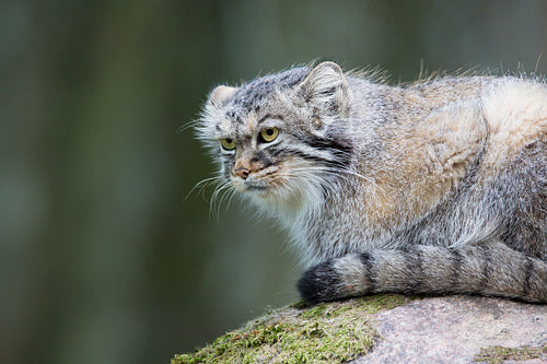 Pallas cat rests