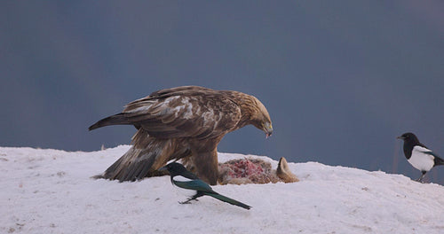 Golden eagles feeding on prey in a serene snowy landscape in Norway