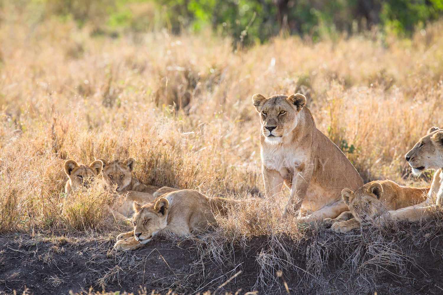 Lioness with her cubs