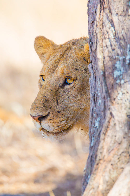 Lion standing behind tree in Africa