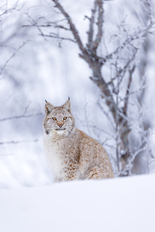 Lynx poised in serene winter forest, capturing Nordic wilderness