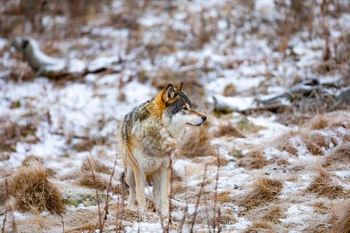 Magnificent male wolf standing in the forest looking for prey