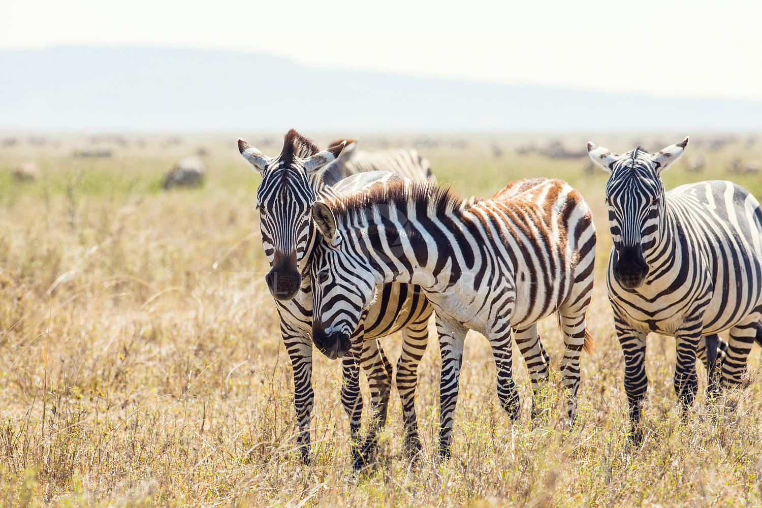 Zebra friends in Serengeti Tanzania