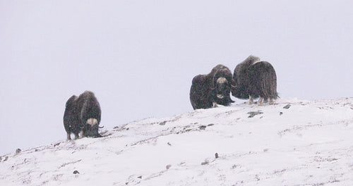 Three Musk Oxes in Dovre mountains in the cold snow blizzard at winter