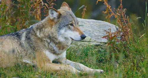 Large adult male grey wolf rests in the forest