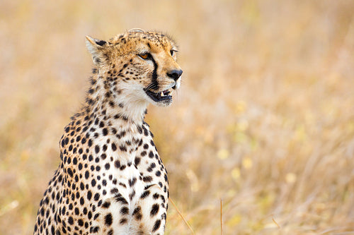 Cheetah standing alert in the Serengeti grasslands of Tanzania