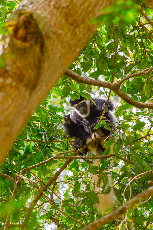 Colobus monkey resting in a tree in Tanzania, surrounded by lush green foliage