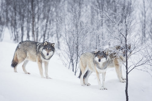 Three Wolves in the Snow