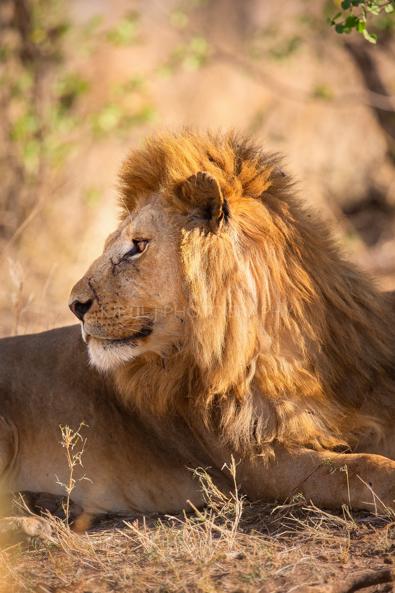 Majestic lion resting in the sunlit Serengeti wilderness of Tanzania