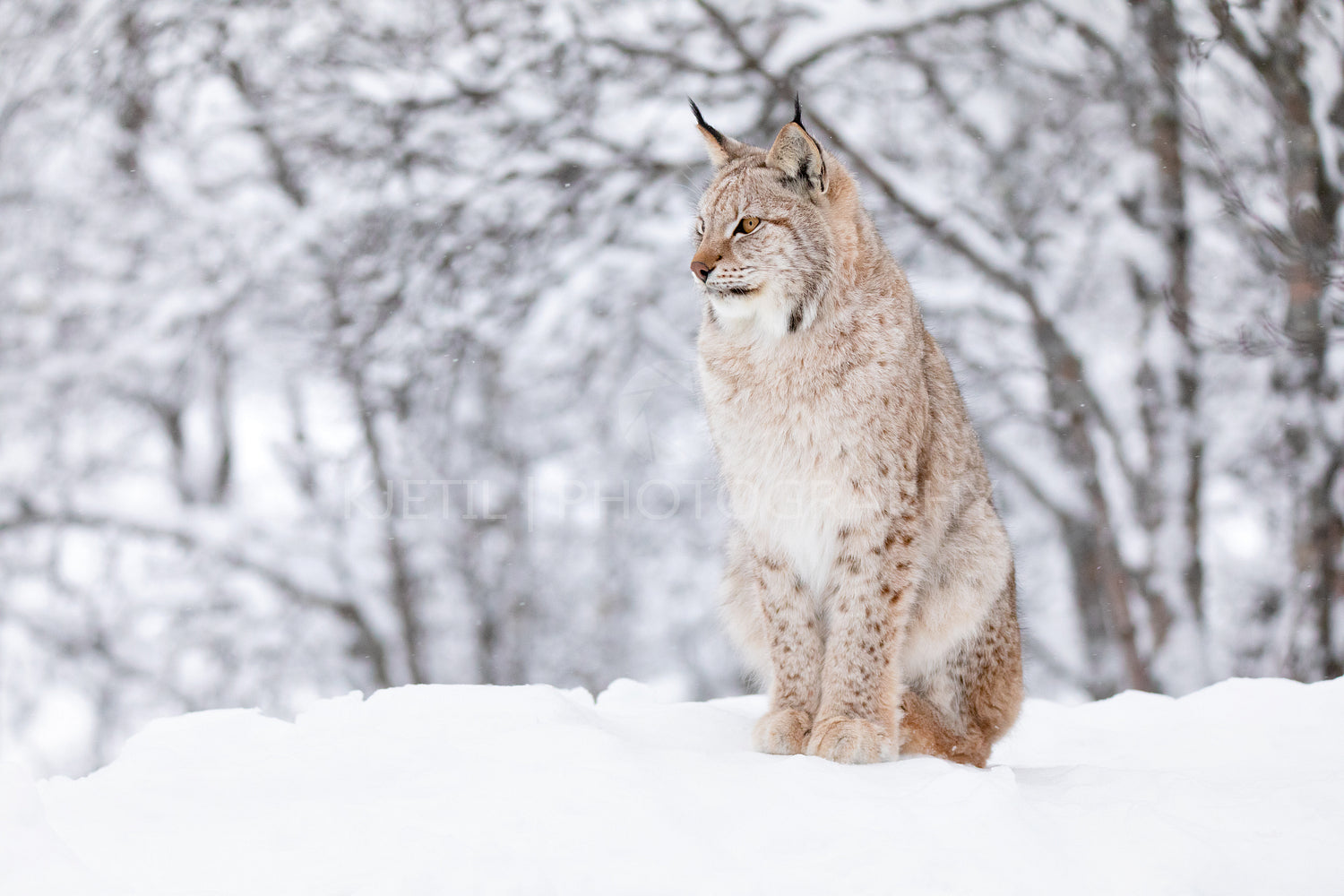 Close-up of a beautilful lynx cat in the winter snow