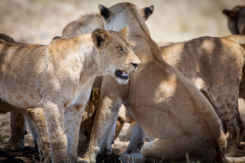 Lions in Africa