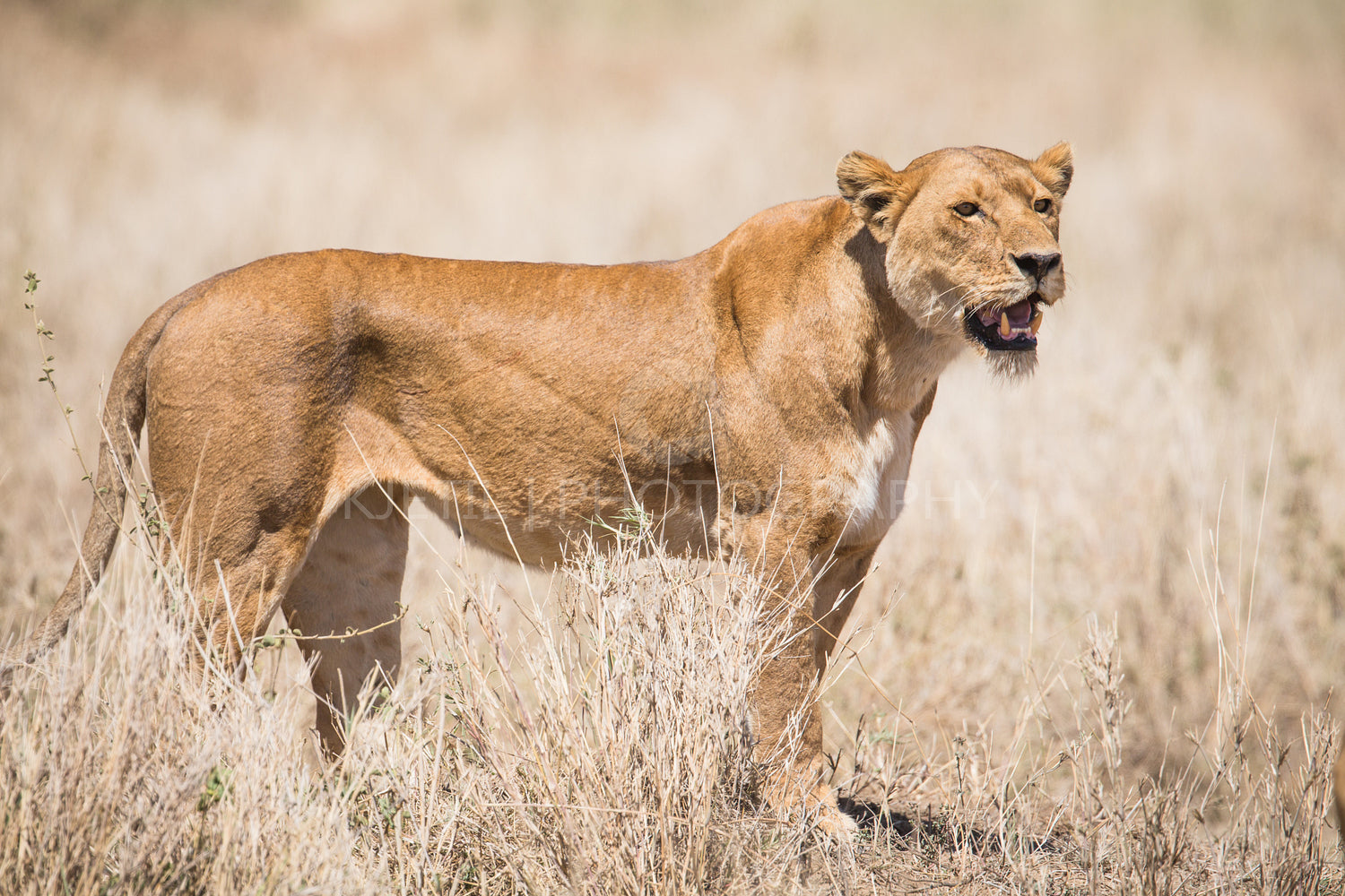 Lion in Serengeti