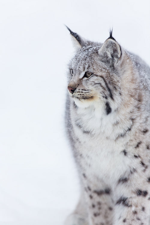 Lynx walking in the snow