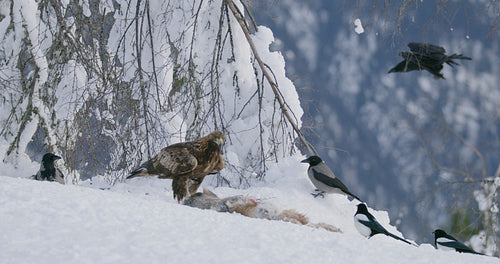 Large golden eagle eating on a dead animal in mountains at winter