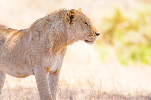 Lion in Africa