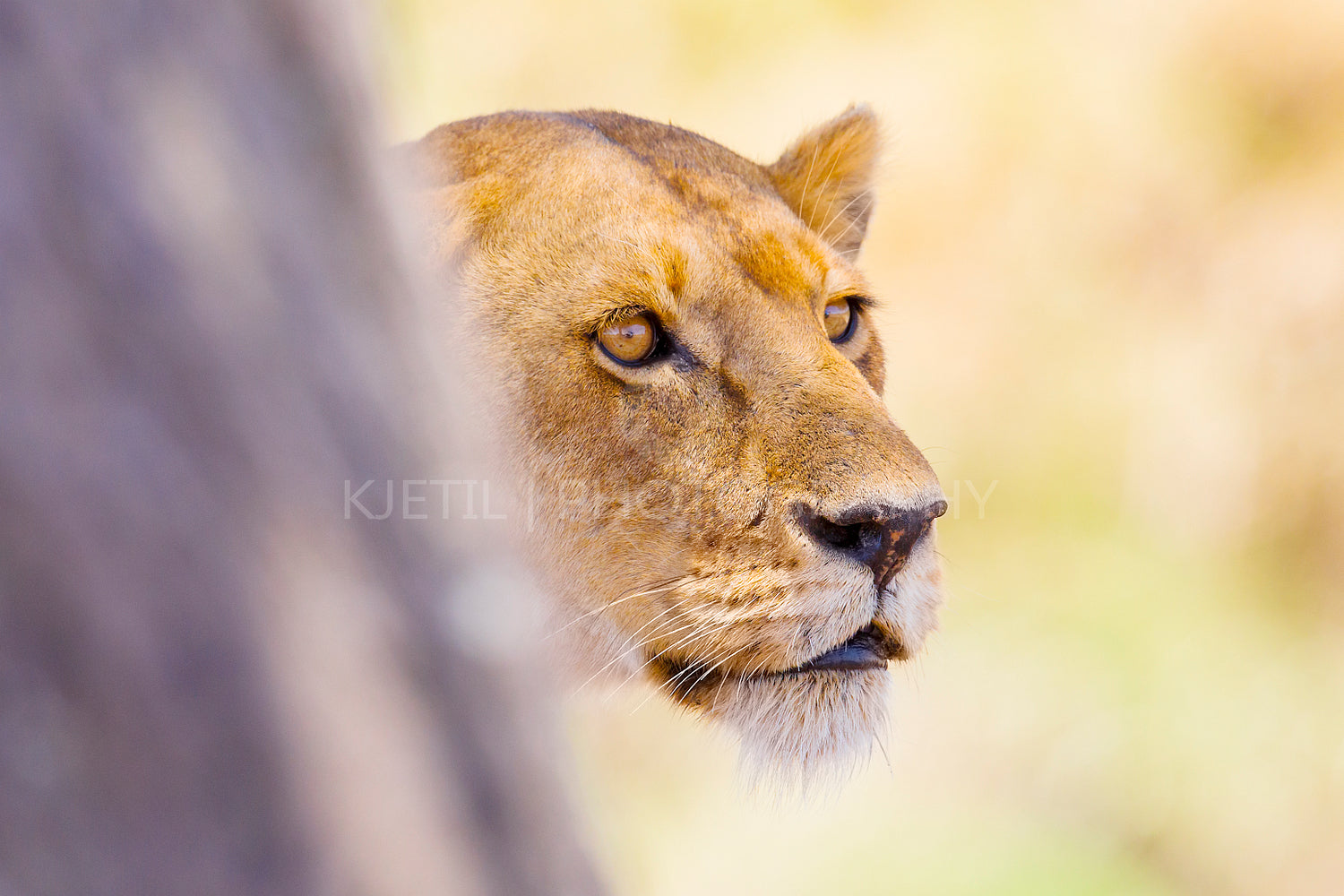 Focused lion stands behind a tree in Africa