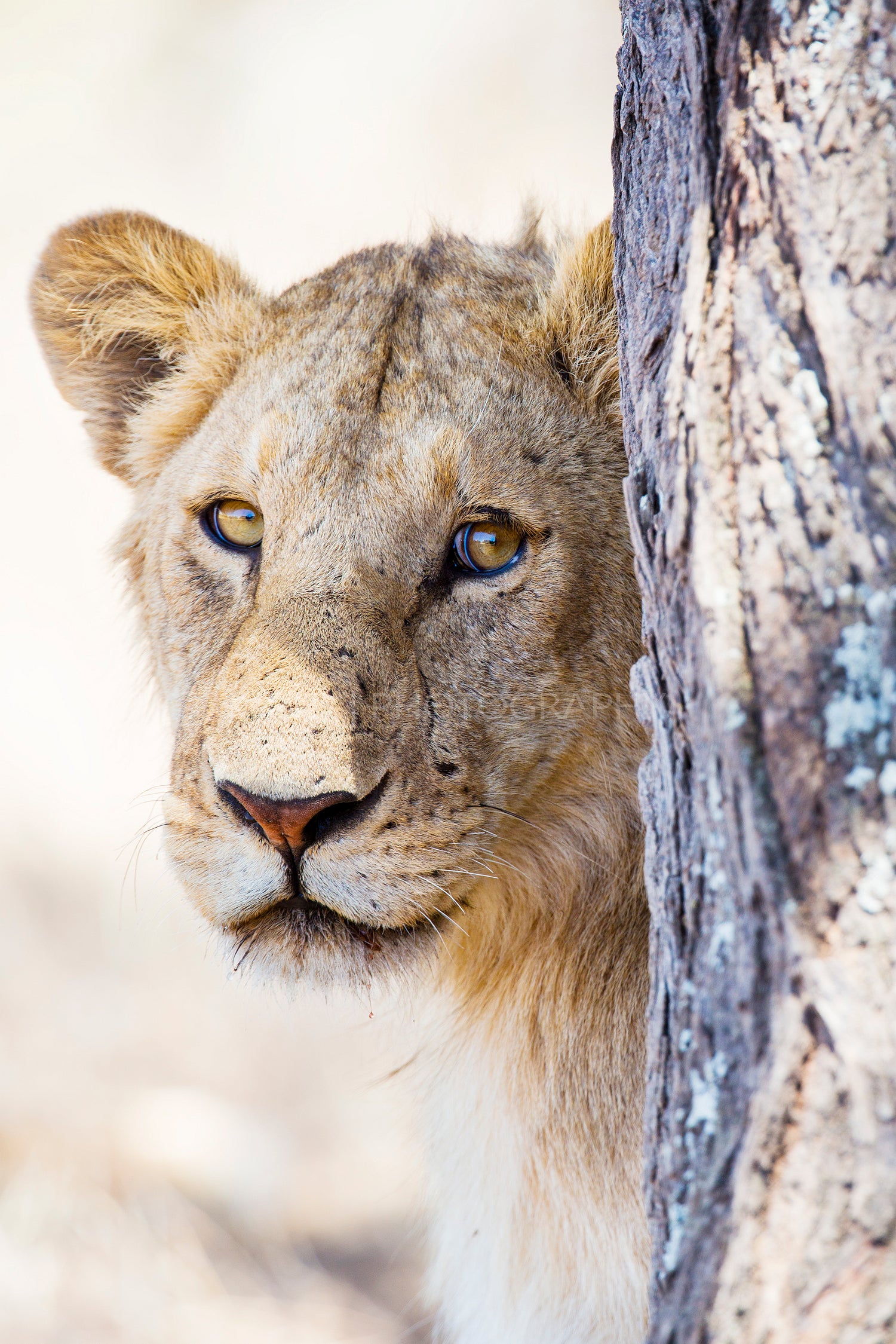 Lion behind tree in Africa