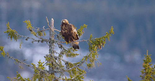 Golden eagle perched on tree in beautiful winter landscape of Telemark, Norway